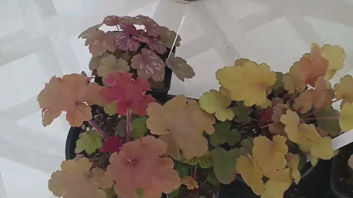 Гейхеры, новые покупки. 🍁🍂