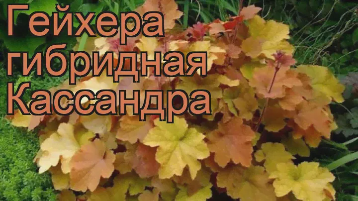 Гейхера гибридная Кассандра (kassandra) 🌿 обзор: как сажать, саженцы гейхеры Кассандра