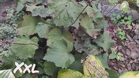 Самая гигантская гейхера в моем саду сорт XXL