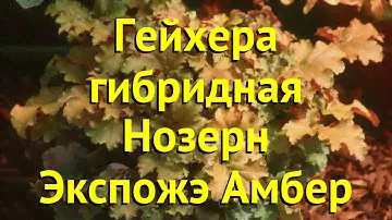 Гейхера чайногибридная. Краткий обзор, описание характеристик heuchera hybrid нозерн экспожэ амбер