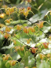 Горянка Амбер Квин 'Amber Queen'