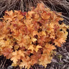 Гейхера Амбер Вейвз (Heuchera Amber Waves)