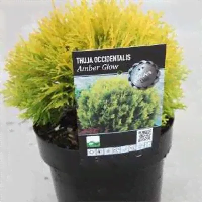 Thuja occidentalis 'Amber Glow' 20-25 cm cont. 3,0L-0