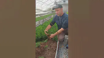 Туя западная ‘Smaragd’