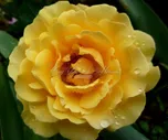 Роза Amber Queen (Амбер Куин)