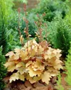 Гейхера "Амбер Вейвс" (Heuchera Amber Waves) р12 id#4295606