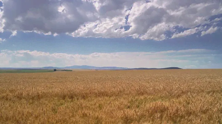Amber Waves Of Grain