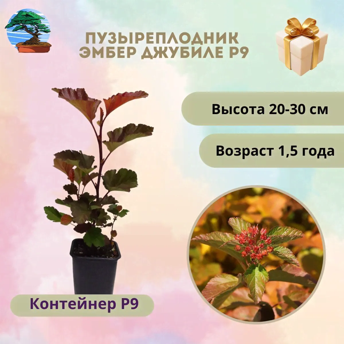 Пузыреплодник калинолистный 'Amber Jubilee' (Эмбер Джубили), Р9