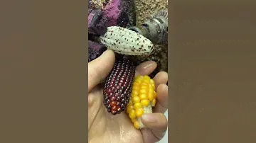 So Amazing Wooden Bracelets made | Beautiful Wooden Bracelets Made
