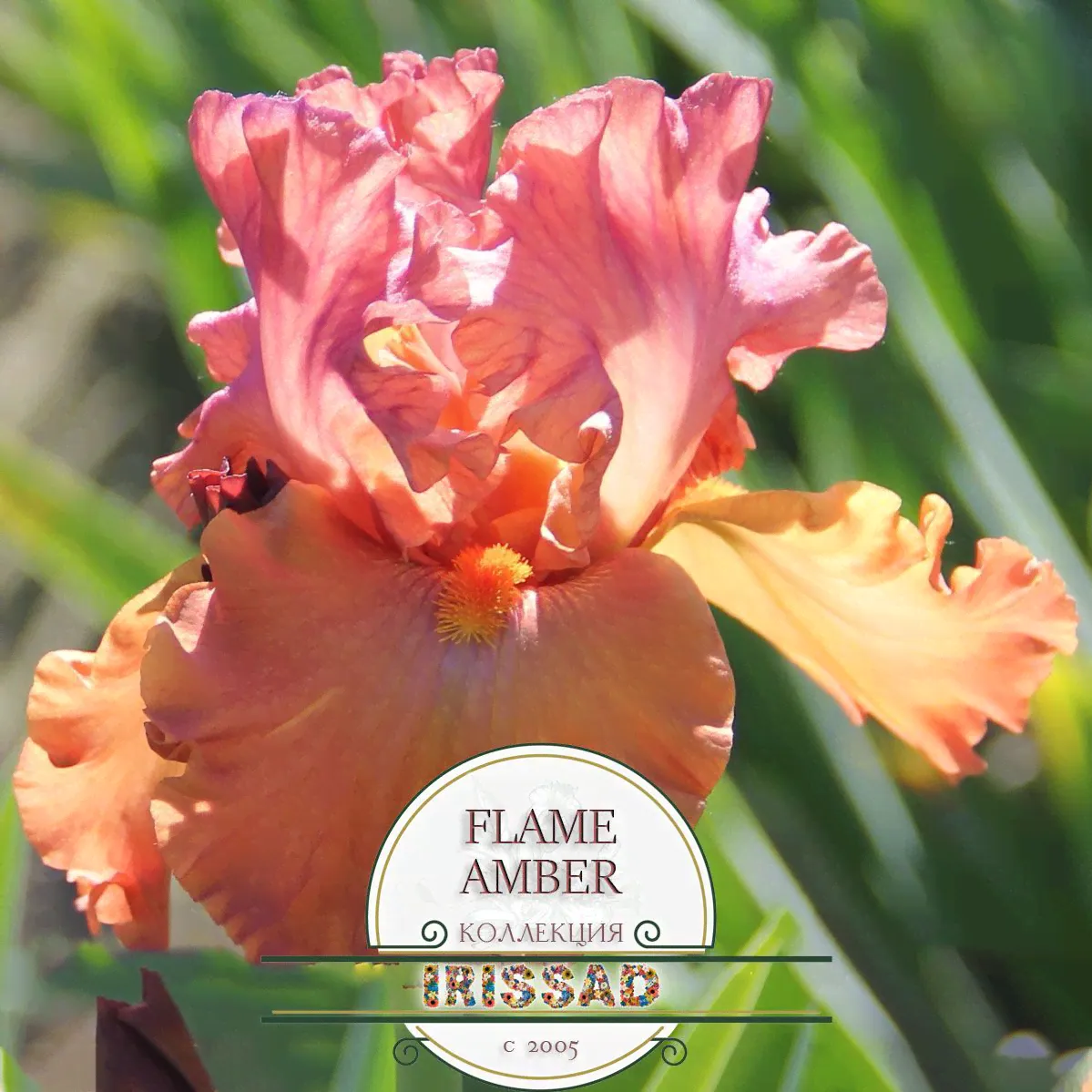 Ирис бородатый FLAME AMBER