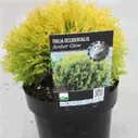 Thuja occidentalis 'Amber Glow' 20-25 cm cont. 3,0L