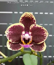 Phal. (Lioulin Amber × OX Red Lion) '582' 2.5''