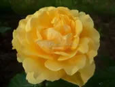 Роза Amber Queen (Амбер Куин)