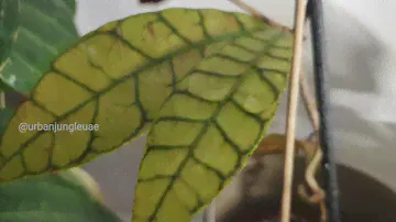 Hoya sp. Gunung Gading