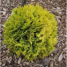 Thuja occidentalis 'Amber Glow'
