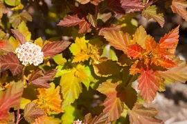 Пузыреплодник калинолистный "Amber Jubilee" (Эмбер Джубили)