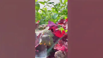 Гейхера 😍 Любите ее? 👇