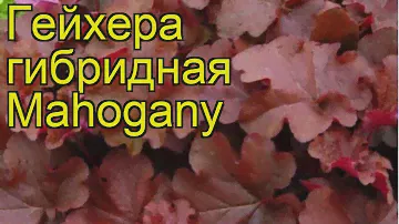 Гейхера гибридная Махагон. Краткий обзор, описание характеристик heuchera Mahogany