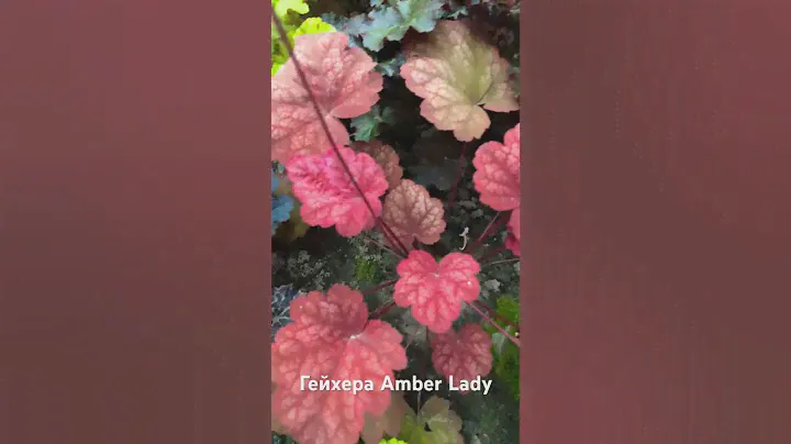Heuchera Amber lady #heuchera #гейхера #amberlady 6.08.2023