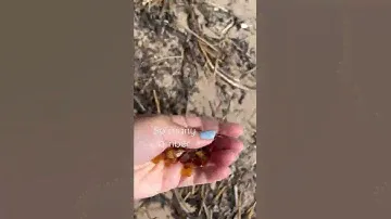 So many amber I found, have you ever seen on a beach? #amber #sea #holiday #янтарь #море