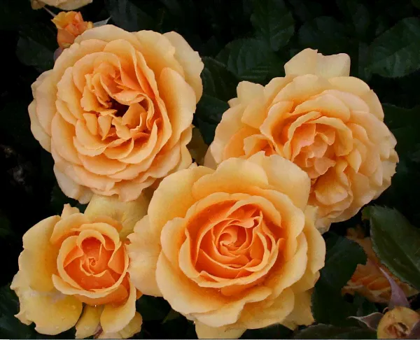 Роза полиантовая "Amber Queen" (Амбер Куин)