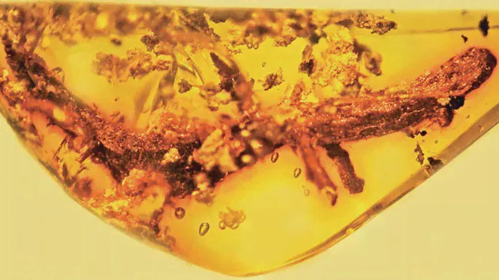 Palaeoplethodon hispaniolae - First-ever salamander in amber