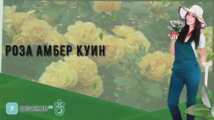Роза Амбер куин