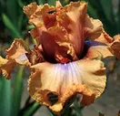 AUDACIOUS AMBER (АУДАКУС АМЕР) Блайз 08. /27/