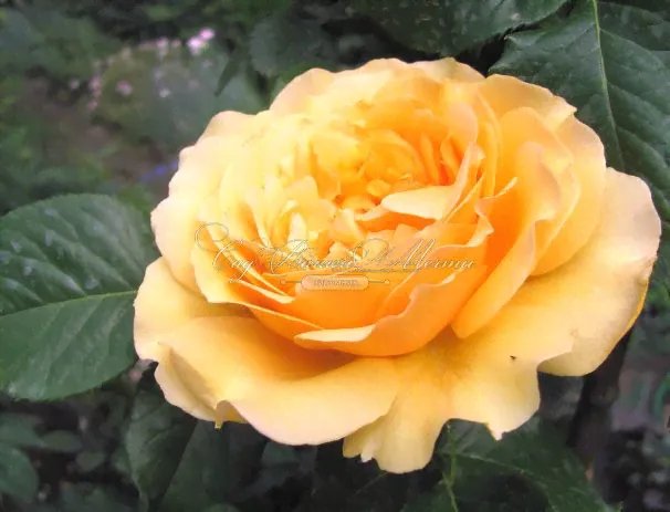 Роза Amber Queen (Амбер Куин)-0