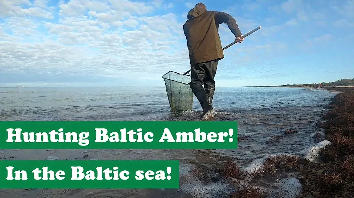 Hunting for the Baltic amber on the shores of the Baltic Sea