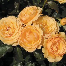 Амбер Квин (AMBER QUEEN)