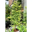 Метасеквойя глиптостробоидная Амбер Глоу (Metasequoia glyptostroboides Amber Glow) С5