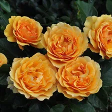 Amber Queen (Эмбер Квин), Harkness Великобритания, 1983