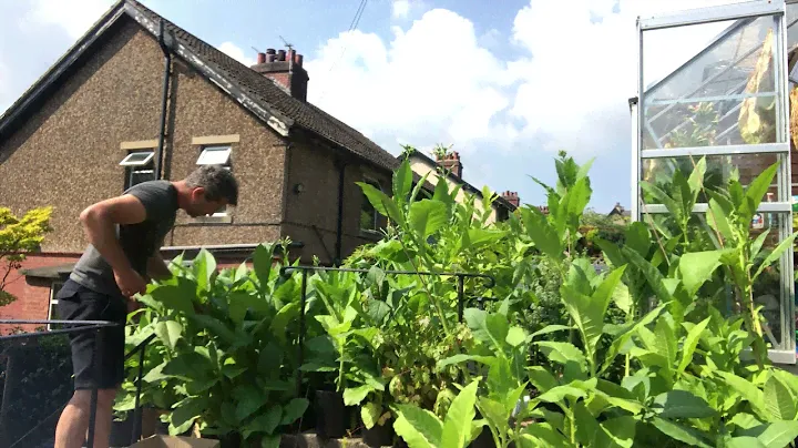 Grow your own Tabacco amber leaf &gold Virginia in HOLMFIRHT,