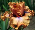AUDACIOUS AMBER (АУДАКУС АМЕР) Блайз 08. /27/