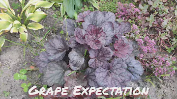 Осенний окрас листьев гейхера сорт Grape Expectation