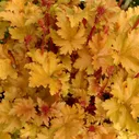 Рассада Гейхера гибридная Amber Waves, P8 (8х8х7см) ЗКС