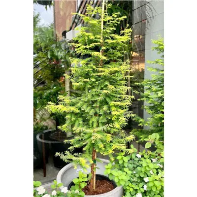 Метасеквойя глиптостробоидная Амбер Глоу (Metasequoia glyptostroboides Amber Glow) С5-0