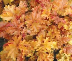 Гейхера Heuchera Amber Waves