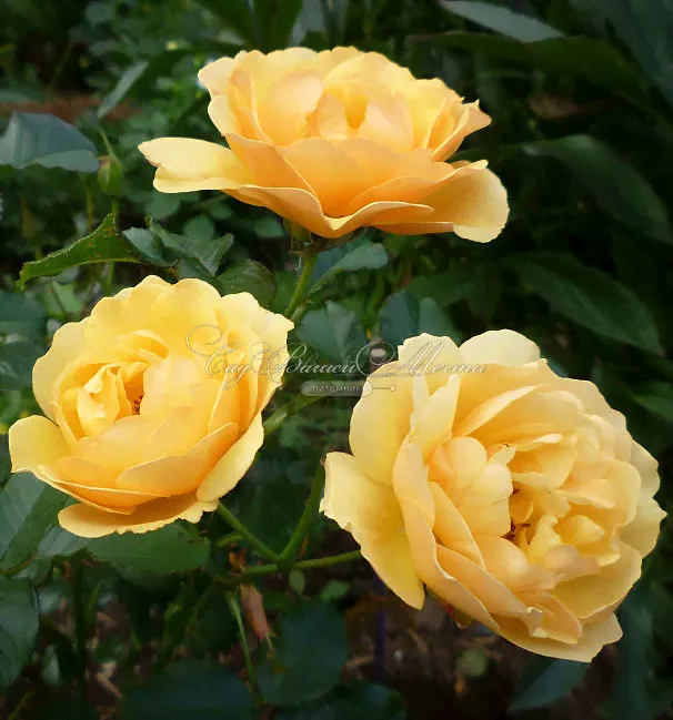 Роза Amber Queen (Амбер Куин)-2