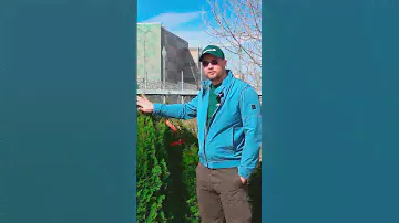 Краткие характеристики растения туя западная смарагд. Fix Gerden рекомендует