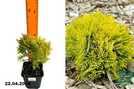 Туя западная Амбер Глоу (Thuja occidentalis Amber Glow) Р9
