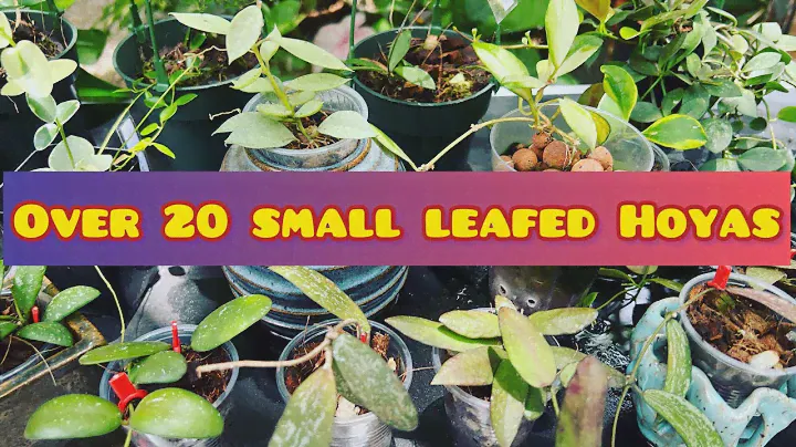 TWENTY HOYAS WITH SMALL LEAVES and Tropical Garden Walk