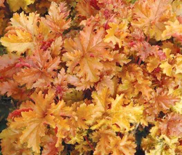 Гейхера Heuchera Amber Waves