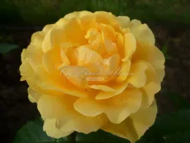 Роза Amber Queen (Амбер Куин)