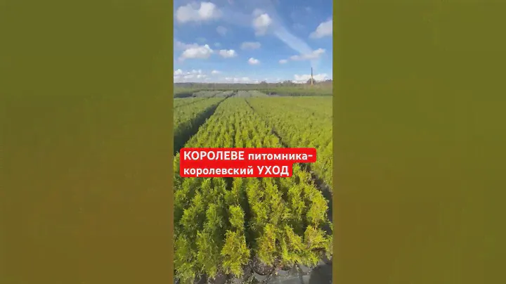 100.000 ТУЙ СМАРАГД