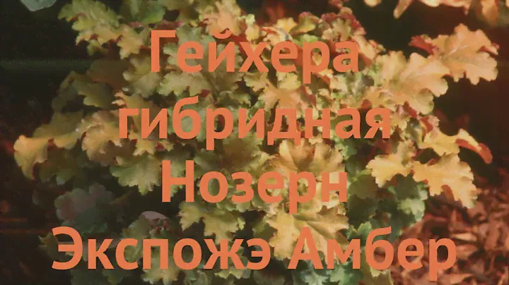 Гейхера гибридная Нозерн Экспожэ Амбер 🌿 обзор: как сажать, саженцы гейхеры Нозерн Экспожэ Амбер
