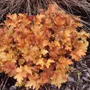 Гейхера Амбер Вейвз (Heuchera Amber Waves)