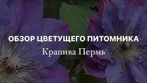 ОБЗОР ЦВЕТУЩЕГО ПИТОМНИКА