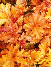 Гейхера Амбер Вэйвс (Heuchera Amber waves) (контейнер p7) 1-год